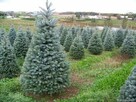 kupię Tuja 180-200 -900 tk Smaragd Choinka z korzeniami 160 - 2