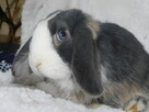Niebiesko - biały samczyk mini lop - 4