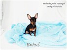 Mały Piesek BAKUŚ Ratlerek /sarenka Pinczer miniaturowy - 3