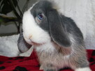 Niebiesko - biały samczyk mini lop - 6