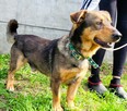 ARCZI - spokojny, nieduży psiak szuka domu - 3
