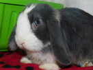 Niebiesko - biały samczyk mini lop - 3