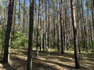Działka leśna, Uhowo k. Łap, podlaskie - 2