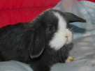 Baranek mini lop niebieskie z noskiem białym