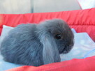 Baranek mini lop niebieskie z noskiem białym