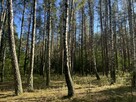 Działka leśna, Uhowo k. Łap, podlaskie - 7
