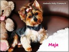 Yorkshire Terrier York Maja z Rodowodem do najlepszego domku - 1