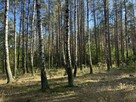 Działka leśna, Uhowo k. Łap, podlaskie - 8