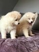 Samoyed Szczenięta - 6
