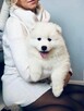 Samoyed Szczenięta - 8