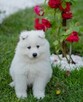 Samoyed Szczenięta - 5
