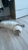 Piękny kocurek Ragdoll. - 2