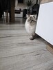 Piękny kocurek Ragdoll. - 4