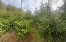 Sprzedam choinki z plantacji - 1