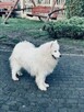 Samoyed Szczenięta - 3