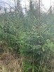 Sprzedam choinki z plantacji - 2