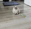 Piękny kocurek Ragdoll. - 3