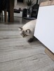 Piękny kocurek Ragdoll. - 5
