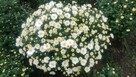 Sprzedam Chryzantemy - 3