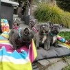 Buldog francuski BLUE niebieski szczeniak suczka pies piesek - 8