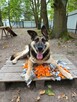 Horaś - ideał z klapniętym uszkiem szuka domu! - 4