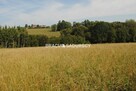 Działka Gruszów gm. Raciechowice - 9