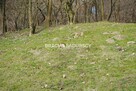 Działka leśna Malkowice gm. Koszyce - 3