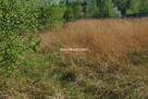 Działka budowlana Przebieczany gm. Biskupice - 6