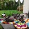 Buldog francuski BLUE niebieski szczeniak suczka pies piesek - 7