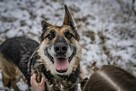 Horaś - ideał z klapniętym uszkiem szuka domu! - 8