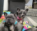 Buldog francuski BLUE niebieski szczeniak suczka pies piesek - 9