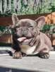 Buldog francuski BLUE niebieski szczeniak suczka pies piesek - 12