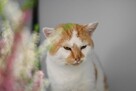 Bandi z FIV szuka rodzinki do pokochania! - 4
