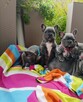 Buldog francuski BLUE niebieski szczeniak suczka pies piesek - 4