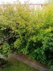 Sprzedam - 10