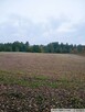 Działki budowlane, Góra Motyczna, gm. Żyraków - 6