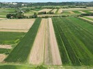 Działka rolna Popędzyna gm. Szczurowa - 8