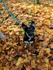 Lala-młoda, niewielka, aktywna suczka do adopcji - 3