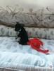 Suczki chihuahua - 10