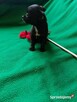Suczki chihuahua - 6
