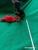 CHIHUAHUA, szczenięta okolice Warszawy - 10