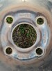 Felgi stalowe Opel R13 4x100 + gratis kołpaki - 2