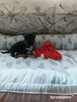 CHIHUAHUA, szczenięta okolice Warszawy - 3
