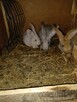 Króliki mieszańce i barany francuskie - 4