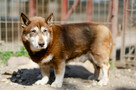 Luntek - mini husky o złotym sercu! - 2
