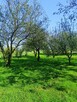 Dom 180 m² z ogrodem i sadem – Słupia - 9