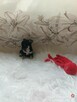 Suczki chihuahua - 8