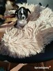 Pieski chihuahua
