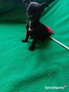 Suczki chihuahua - 5