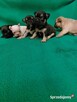 Suczki chihuahua - 4
